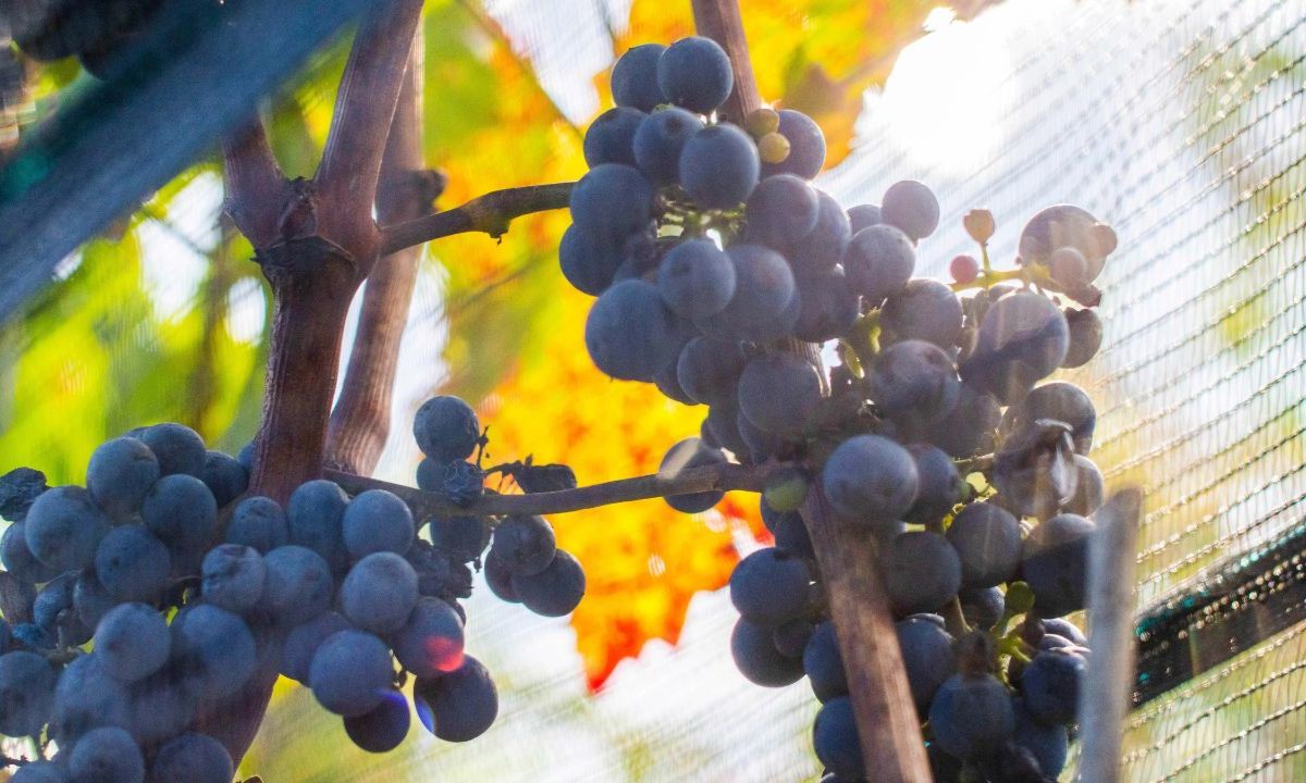 La Secretaría de Agricultura informó que del 2018 al 2022 se registró un crecimiento en las exportaciones de uvas frescas