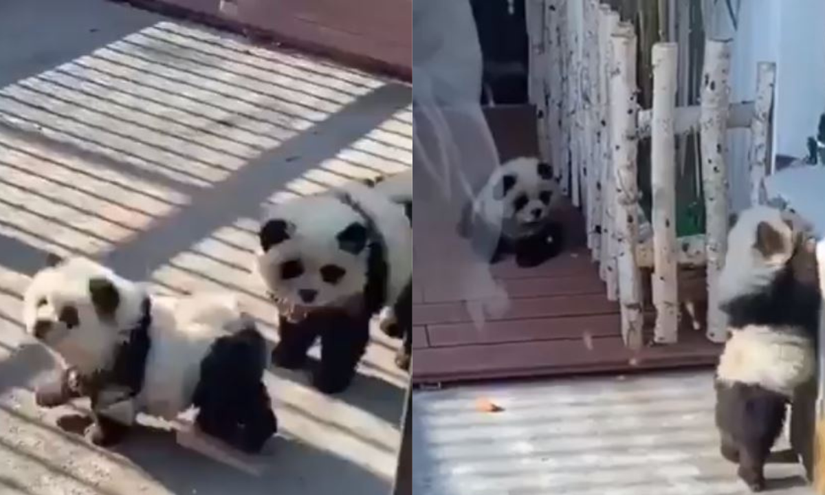 Pandas - Perros China