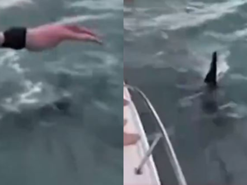 Multan a sujeto por saltar sobre cría de orca en Nueva Zelanda