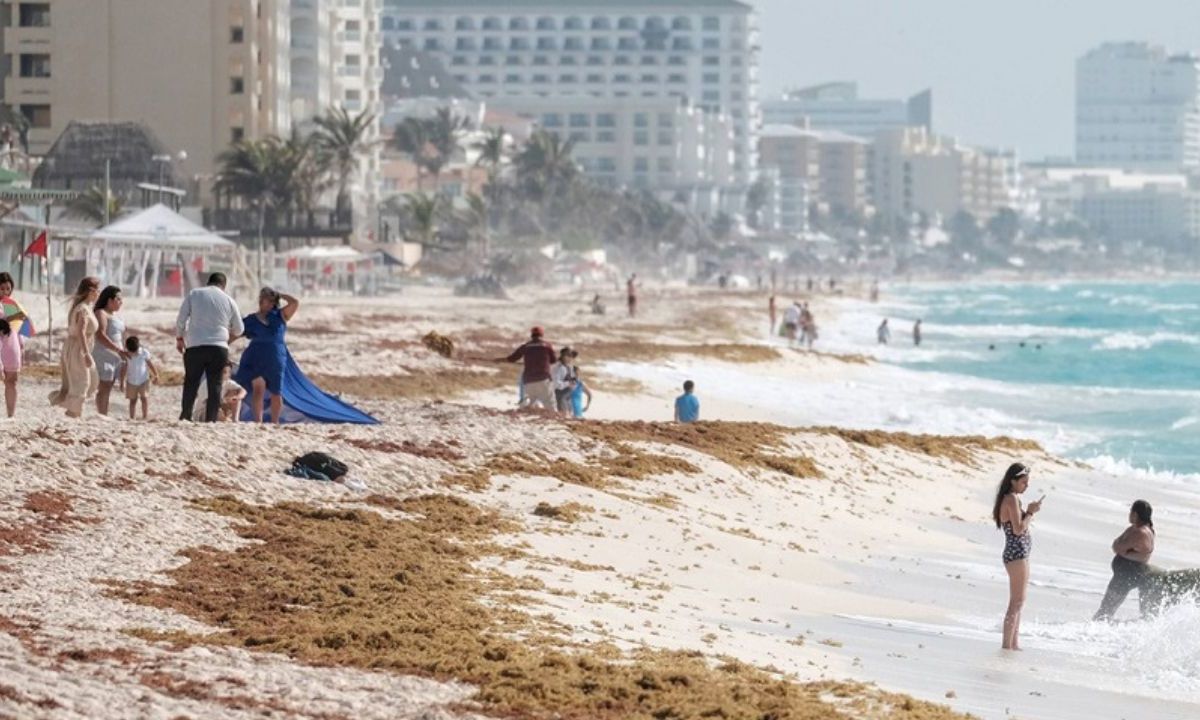 MACROALGA. Los turistas tienen que vacacionar con las playas cubiertas de sargazo.