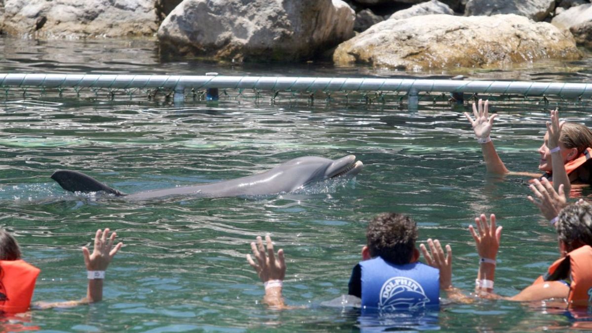 TRAGEDIA. Al estar en cautiverio, algunos delfines se suicidan.