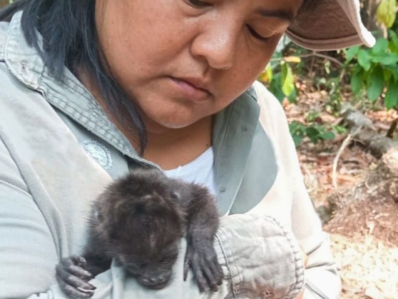 Por golpe de calor, monos aulladores en Chiapas y Tabasco murieron: Semarnat