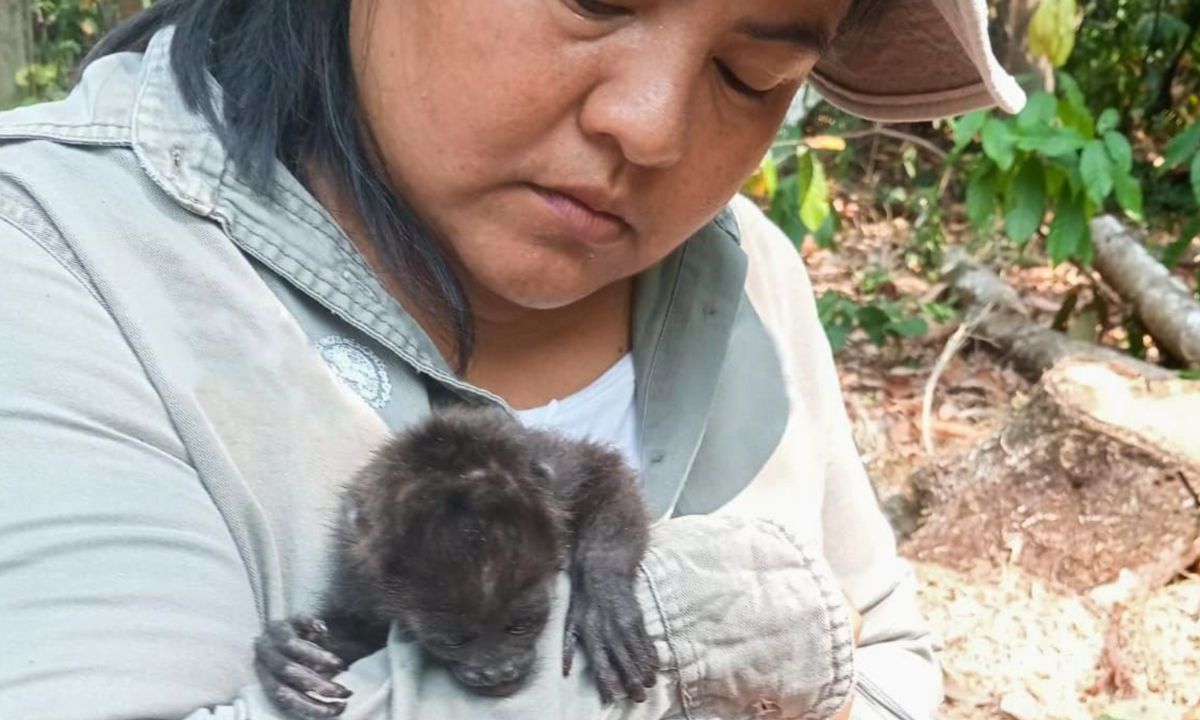 Por golpe de calor pierden la vida monos aulladores en Chiapas y Tabasco