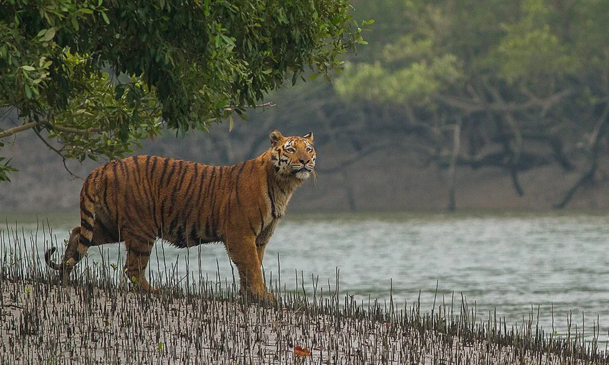 Ciclón Remal sumerge uno de los mayores hábitats de tigres de bengala en Bangladesh