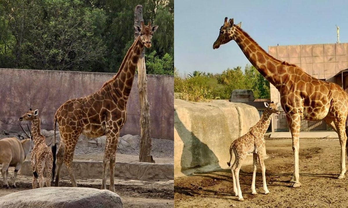 Nace jirafa en Zoológico de San Juan de Aragón