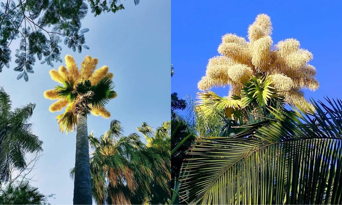 En el Jardín Botánico de Culiacán florece la palma Talipot; es la única en México