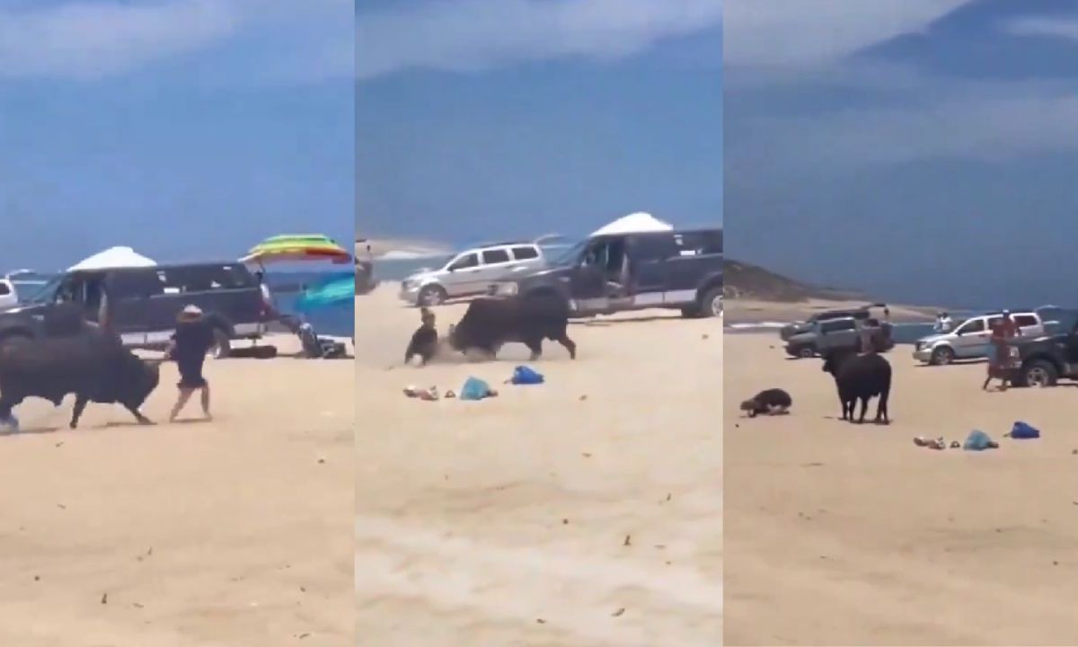 Toro embiste en varias ocasiones a turista en playa de Los Cabos
