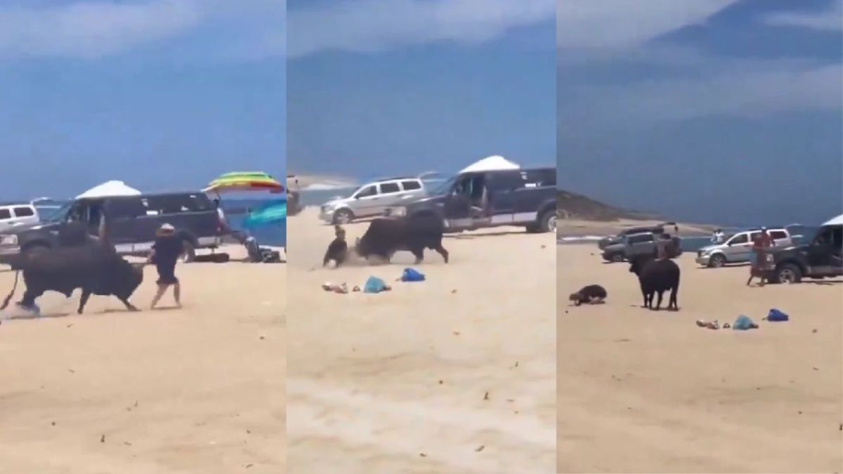 Toro embiste en varias ocasiones a turista en playa de Los Cabos