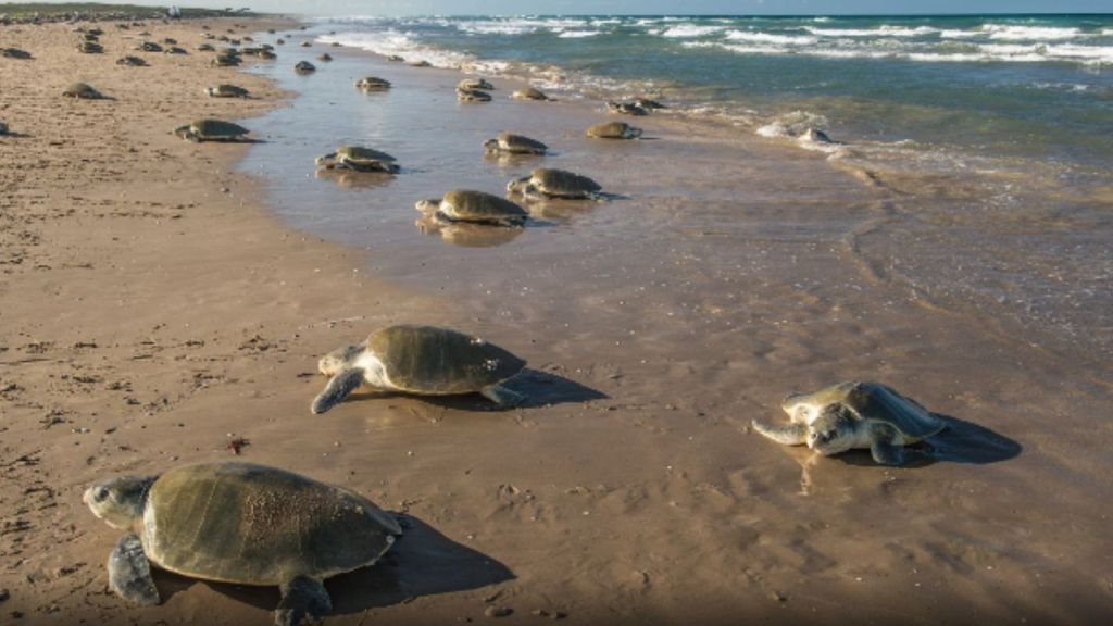 Las playas de La Escobilla y La Ventanilla en Oaxaca son de las elegidas para que las tortugas marinas desoven sus huevos
