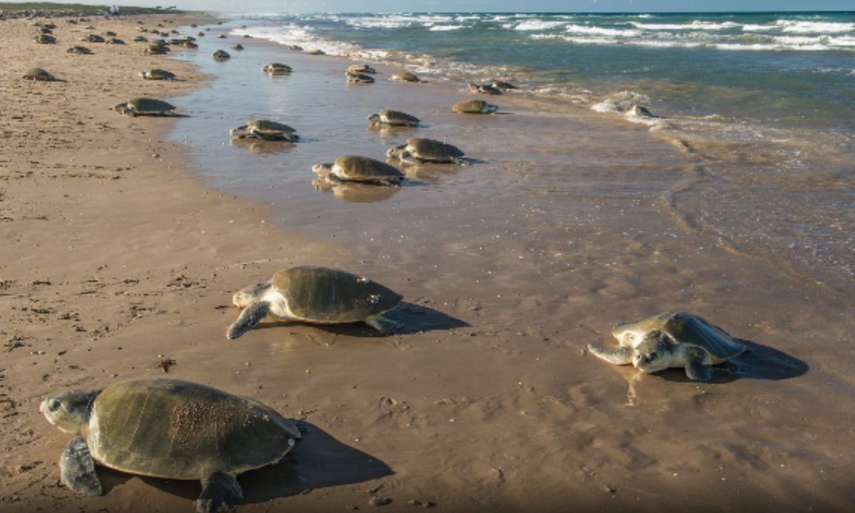 Las playas de La Escobilla y La Ventanilla en Oaxaca son de las elegidas para que las tortugas marinas desoven sus huevos