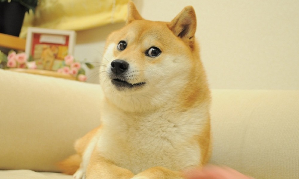 Kabosu, la perrita japonesa de raza shiba inu, famosa por ser la protagonista de varios memes virales murió este viernes en Japón.