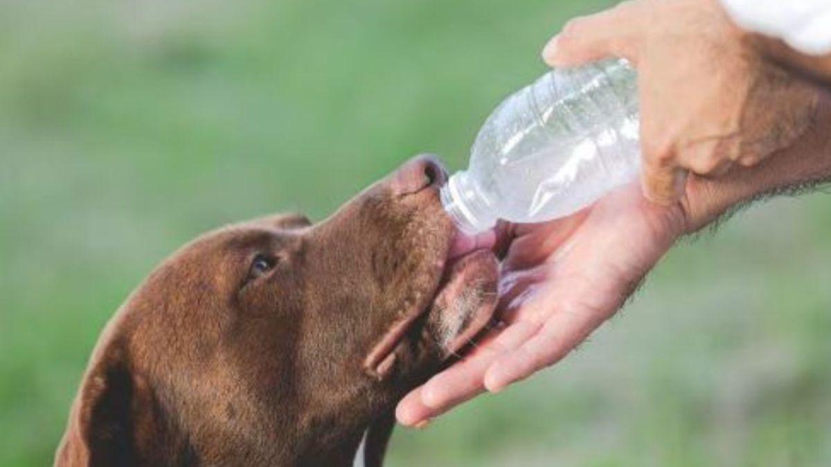 Los perritos y michis pueden padecer de un golpe de calor ante las temperaturas altas