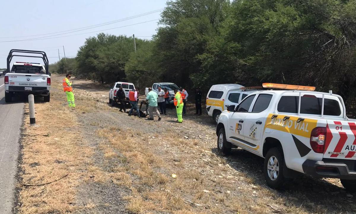 Autoridades del estado de Tamaulipas fueron alertados del hallazgo de un oso negro muerto en la Carretera Federal 83 Llera.