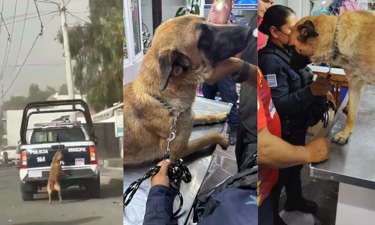 Policía de Tizayuca arrastra a perrito en una patrulla, era un binomio canino de la corporación